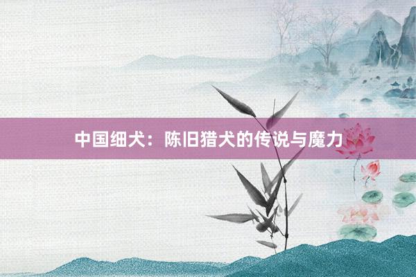 中国细犬：陈旧猎犬的传说与魔力
